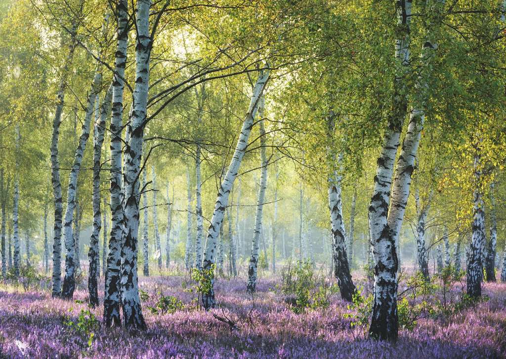 Ravensburger: Birch Forest Puzzle 1000pc