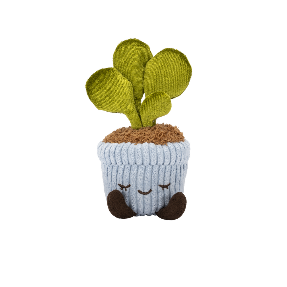 Greenhouse by Russ: 6" - Felicity the Rubber Tree