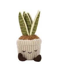 Greenhouse by Russ: 6" - Tyler the Snake Plant