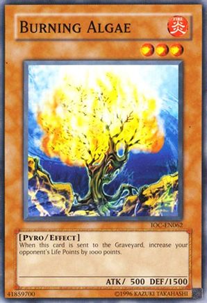 Burning Algae [IOC-EN062] Common