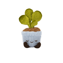 Greenhouse by Russ: 6" - Felicity the Rubber Tree