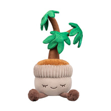 Greenhouse by Russ: 12" Money Tree