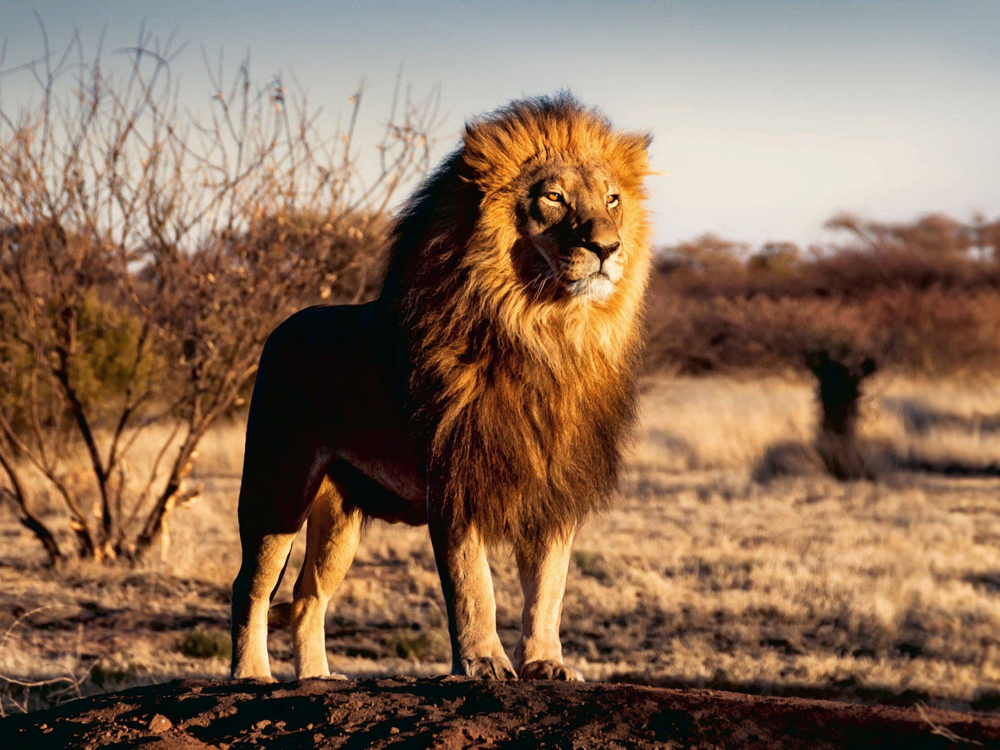 Ravensburger: Lion, King of the Animals 1500pc