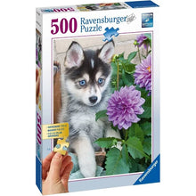 Ravensburger: Cute Husky 500pc